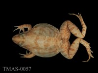 藏品(澤蛙)的圖片